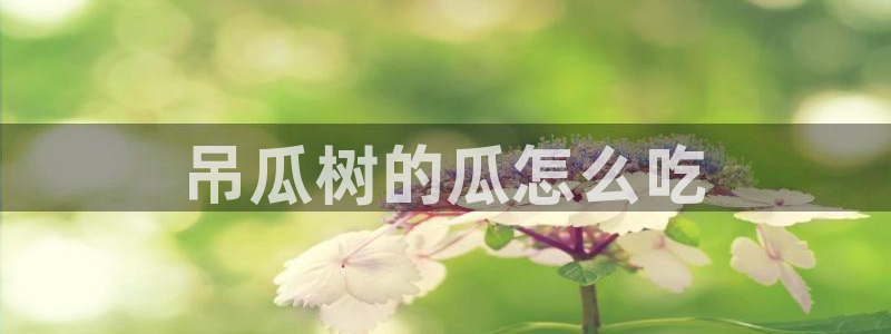 黑料,：吊瓜树的瓜怎么吃