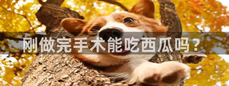 吃瓜是什么意思?