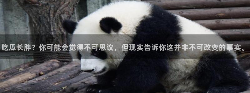 吃瓜吃瓜：吃瓜长胖？你可能会觉得不可思议，但现实告诉你这并非不可改变的事实。