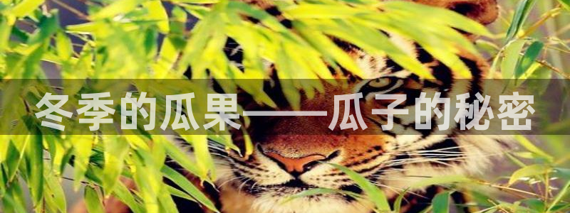 吃瓜最新：冬季的瓜果——瓜子的秘密